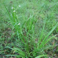 Libertia paniculata (Branching Grass-flag) at Bawley Point, NSW - 7 Oct 2020 by GLemann