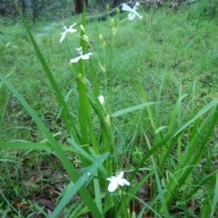 Libertia paniculata at Bawley Point, NSW - 7 Oct 2020 10:48 AM