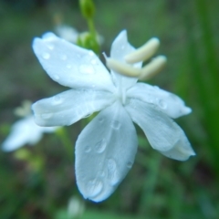 Libertia paniculata at Bawley Point, NSW - 7 Oct 2020 10:48 AM