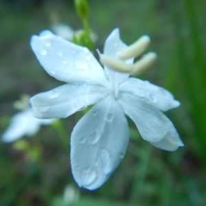 Libertia paniculata at Bawley Point, NSW - 7 Oct 2020