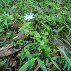 Stellaria flaccida (Forest Starwort) at Meroo National Park - 6 Oct 2020 by GLemann