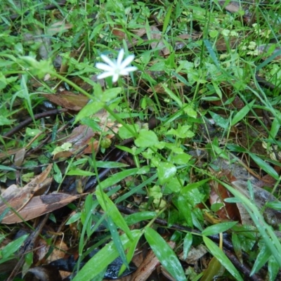 Stellaria flaccida (Forest Starwort) at Bawley Point, NSW - 7 Oct 2020 by GLemann