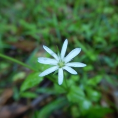 Stellaria flaccida at Bawley Point, NSW - 7 Oct 2020 10:52 AM