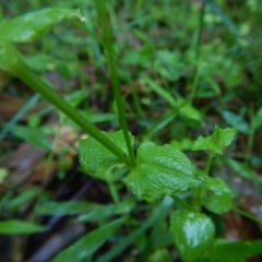 Stellaria flaccida at Bawley Point, NSW - 7 Oct 2020