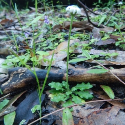 Lagenophora stipitata (Common Lagenophora) at Meroo National Park - 6 Oct 2020 by GLemann