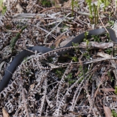 Austrelaps ramsayi (Highlands Copperhead) at Jinden, NSW - 10 Oct 2020 by trevsci