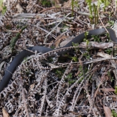 Austrelaps ramsayi (Highlands Copperhead) at Tallaganda State Forest - 9 Oct 2020 by trevsci