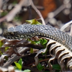 Austrelaps ramsayi at Jinden, NSW - 10 Oct 2020