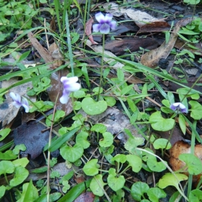 Viola hederacea (Ivy-leaved Violet) at Meroo National Park - 6 Oct 2020 by GLemann