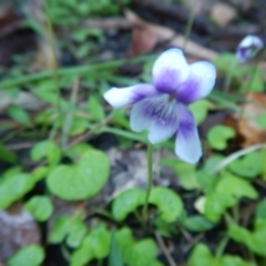 Viola hederacea at Bawley Point, NSW - 7 Oct 2020 10:59 AM