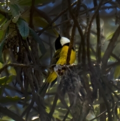 Pachycephala pectoralis (Golden Whistler) at Jinden, NSW - 10 Oct 2020 by trevsci