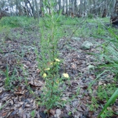 Hibbertia linearis at Meroo National Park - 7 Oct 2020 by GLemann