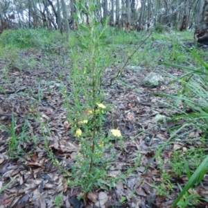Hibbertia linearis at Bawley Point, NSW - 7 Oct 2020 11:11 AM