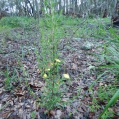 Hibbertia linearis at Bawley Point, NSW - 7 Oct 2020 by GLemann