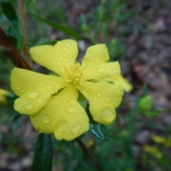 Hibbertia linearis at Bawley Point, NSW - 7 Oct 2020