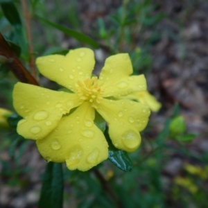 Hibbertia linearis at Bawley Point, NSW - 7 Oct 2020 11:11 AM