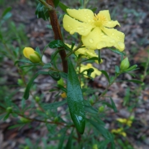 Hibbertia linearis at Bawley Point, NSW - 7 Oct 2020