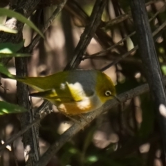 Zosterops lateralis (Silvereye) at Jinden, NSW - 10 Oct 2020 by trevsci