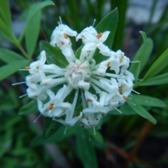 Pimelea linifolia (Slender Rice Flower) at Bawley Point, NSW - 7 Oct 2020 by GLemann