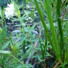 Pimelea linifolia at Bawley Point, NSW - 7 Oct 2020 11:20 AM