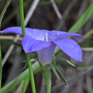 Wahlenbergia capillaris at Acton, ACT - 11 Oct 2020