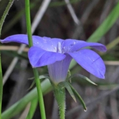 Wahlenbergia capillaris (Tufted Bluebell) at Acton, ACT - 11 Oct 2020 by ConBoekel
