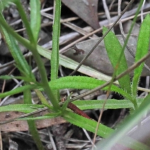 Wahlenbergia capillaris at Acton, ACT - 11 Oct 2020