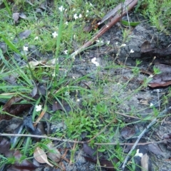 Mitrasacme polymorpha (Varied Mitrewort) at Meroo National Park - 7 Oct 2020 by GLemann