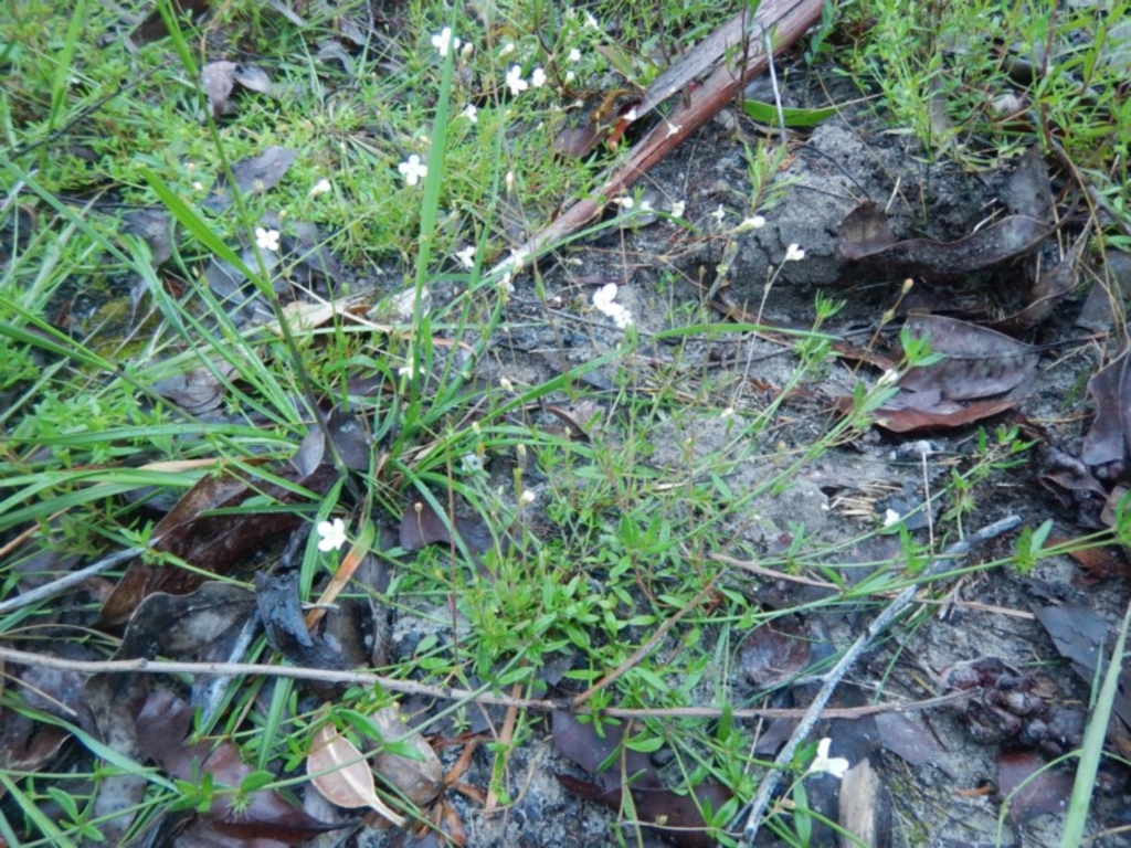 Mitrasacme polymorpha at Bawley Point, NSW - 7 Oct 2020