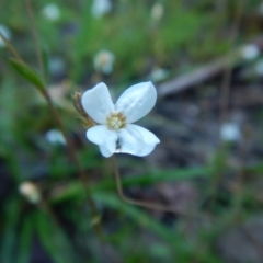 Mitrasacme polymorpha at Bawley Point, NSW - 7 Oct 2020 11:27 AM
