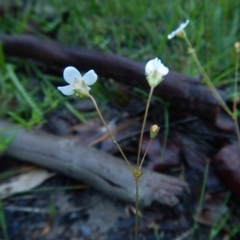 Mitrasacme polymorpha at Bawley Point, NSW - 7 Oct 2020 11:27 AM