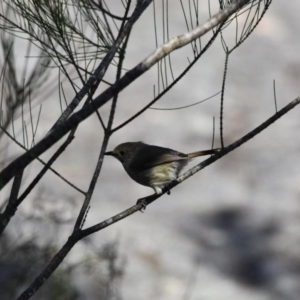 Acanthiza pusilla at Bundanoon - 12 Oct 2020