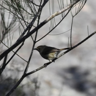 Acanthiza pusilla (Brown Thornbill) at Bundanoon - 12 Oct 2020 by pdmantis