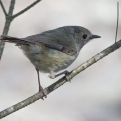 Acanthiza pusilla at Bundanoon - 12 Oct 2020