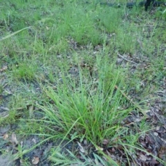 Anisopogon avenaceus (Oat Speargrass) at Meroo National Park - 7 Oct 2020 by GLemann