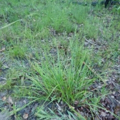 Anisopogon avenaceus (Oat Speargrass) at Bawley Point, NSW - 7 Oct 2020 by GLemann