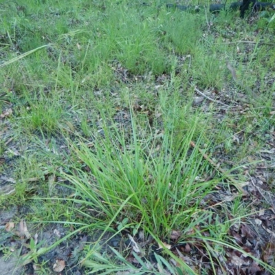 Anisopogon avenaceus (Oat Speargrass) at Bawley Point, NSW - 7 Oct 2020 by GLemann