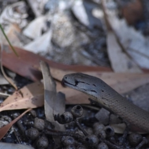 Pygopus lepidopodus at Bundanoon - 11 Oct 2020