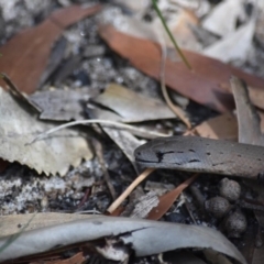 Pygopus lepidopodus at Bundanoon - 11 Oct 2020