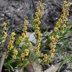 Lomandra obliqua (Twisted Matrush) at Wingecarribee Local Government Area - 11 Oct 2020 by pdmantis