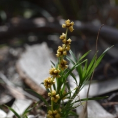 Lomandra obliqua at Morton National Park - 11 Oct 2020 09:18 PM