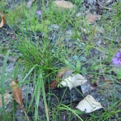 Thysanotus juncifolius (Branching Fringe Lily) at Bawley Point, NSW - 7 Oct 2020 by GLemann