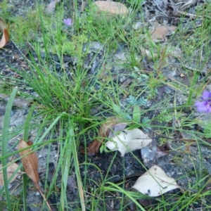 Thysanotus juncifolius at Bawley Point, NSW - 7 Oct 2020 11:37 AM