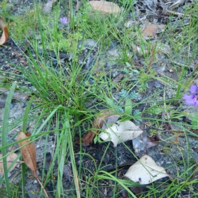 Thysanotus juncifolius (Branching Fringe Lily) at Meroo National Park - 7 Oct 2020 by GLemann