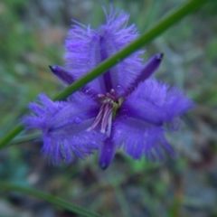 Thysanotus juncifolius at Bawley Point, NSW - 7 Oct 2020