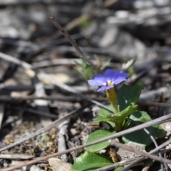 Dampiera stricta (Blue Dampiera) at Bundanoon, NSW - 11 Oct 2020 by pdmantis