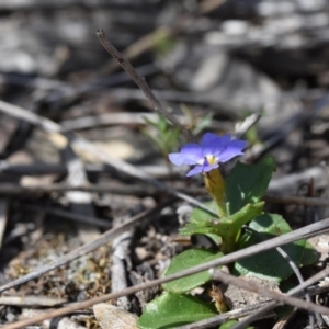 Dampiera stricta at Bundanoon - 11 Oct 2020