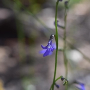 Lobelia dentata at Bundanoon - 11 Oct 2020 09:20 PM