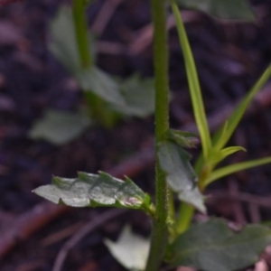 Lobelia dentata at Bundanoon - 11 Oct 2020