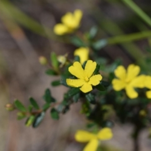 Hibbertia empetrifolia subsp. empetrifolia at Bundanoon, NSW - 11 Oct 2020 09:20 PM